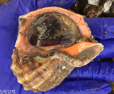 海螺開水還是冷水下鍋？海螺冷水還是熱水煮？