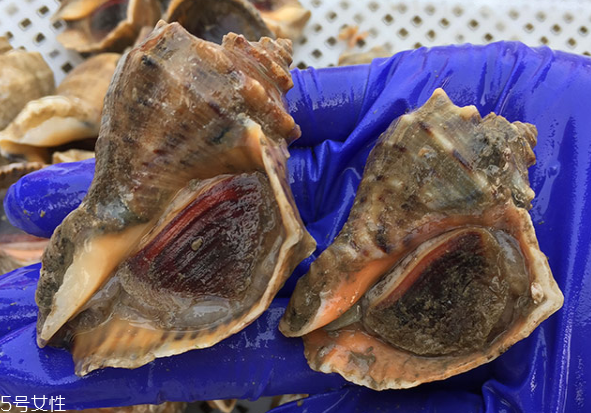 海螺開水還是冷水下鍋？海螺冷水還是熱水煮？