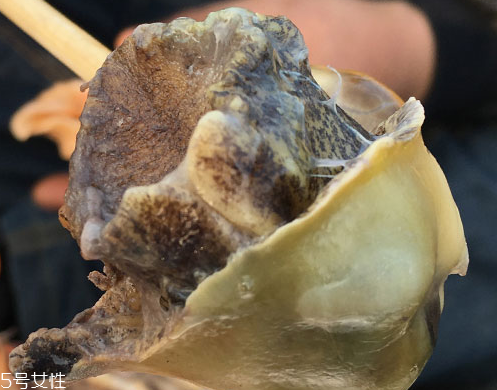 海螺可以隔夜吃嗎？海螺煮熟隔夜能吃嗎？