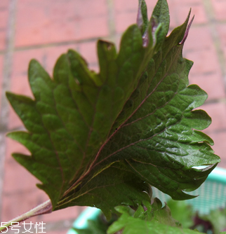 紫蘇葉能做成干紫蘇葉嗎？紫蘇葉怎么做成干紫蘇葉呢？