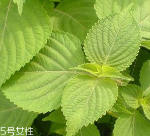 紫蘇葉是熱性的嗎？紫蘇葉是寒性的嗎？