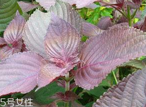 紫蘇葉能治感冒嗎？紫蘇葉能治感冒