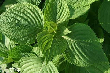 紫蘇葉能治感冒嗎？紫蘇葉能治感冒