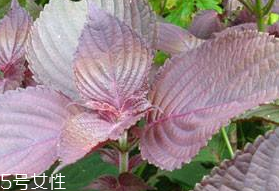 紫蘇葉的形態(tài)特征 紫蘇葉的外形是什么樣？