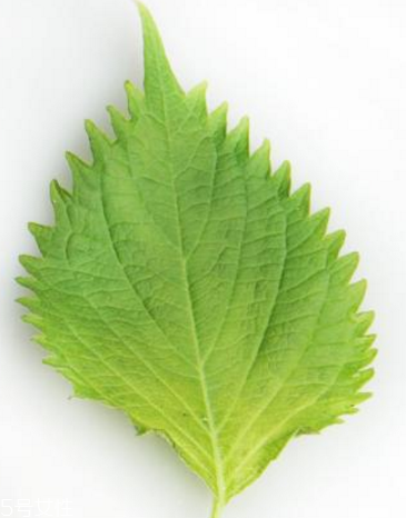 紫蘇葉的形態(tài)特征 紫蘇葉的外形是什么樣？