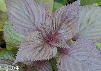 紫蘇葉和艾葉的區(qū)別 紫蘇葉和艾葉有什么區(qū)別？