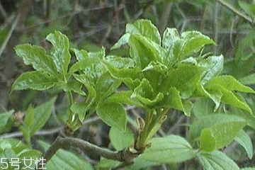 刺五加能做菜嗎？刺五加怎么做菜？