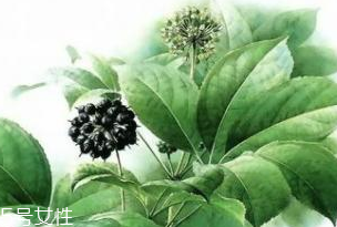 刺五加能做菜嗎？刺五加怎么做菜？