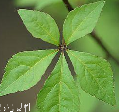 刺五加能給孕婦吃嗎？孕婦能吃刺五加嗎？