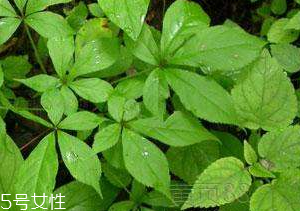 刺五加和谷維生素能一起吃嗎？