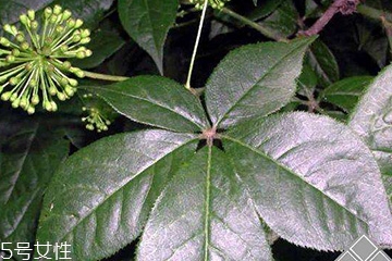 刺五加經(jīng)常喝會怎樣？刺五加能天天喝嗎？
