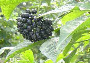 刺五加經(jīng)常喝會怎樣？刺五加能天天喝嗎？