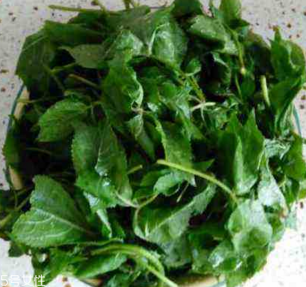 刺五加的好處 刺五加對(duì)人體有什么好處？
