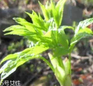 刺五加的好處 刺五加對(duì)人體有什么好處？