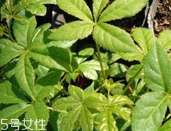 刺五加什么季節(jié)吃好？刺五加春天吃好