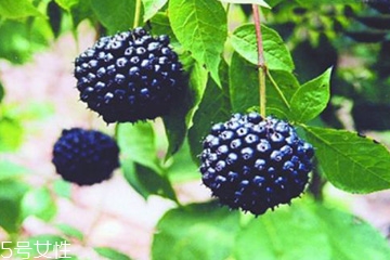 刺五加是發(fā)物嗎？刺五加不是發(fā)物