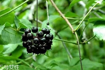 刺五加怎么吃？刺五加有什么用？