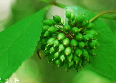 刺五加能不能做餃子餡？刺五加怎么做餃子餡？