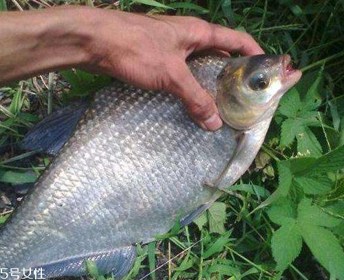 鳊魚(yú)有刺嗎 13根魚(yú)刺