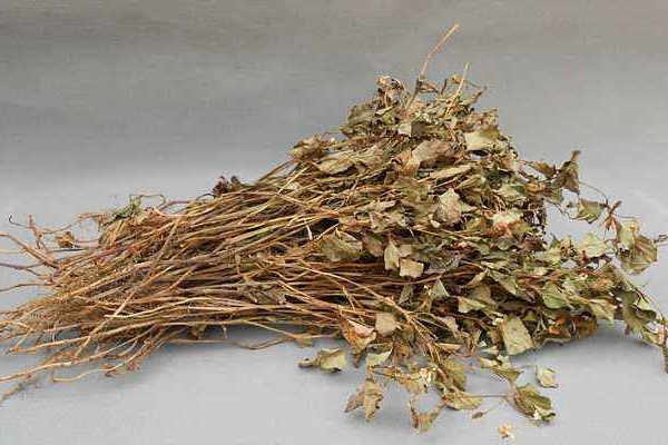 折耳根可以泡腳嗎？新鮮還是干的折耳根用量需適宜