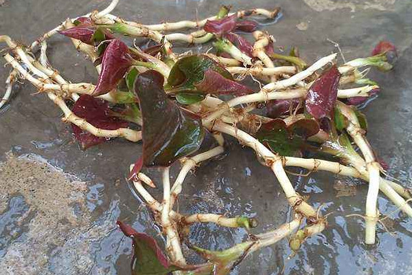 野生折耳根哪里能挖到？一次食用需控制在這個(gè)量