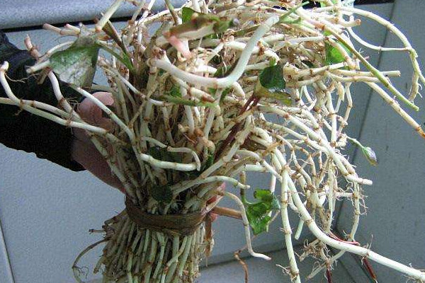 折耳根可以治療胃炎嗎？這個季節(jié)挖折耳根最嫩最討喜