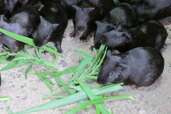 黑豚是什么動物？國家允許養(yǎng)殖的野生動物
