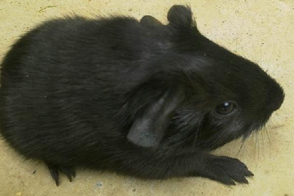 黑豚是什么動物？國家允許養(yǎng)殖的野生動物