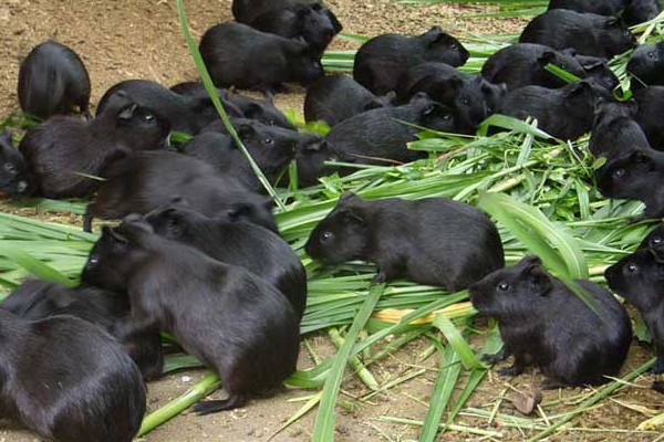 黑豚是什么動物？國家允許養(yǎng)殖的野生動物