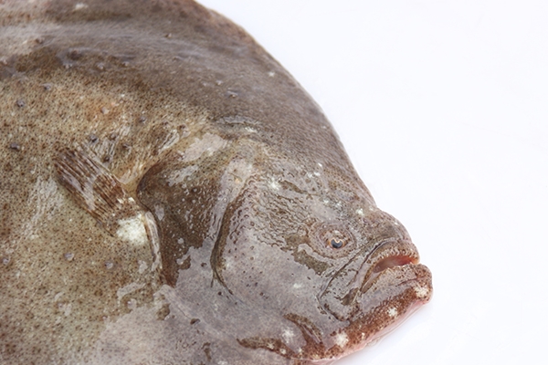 多寶魚(yú)白色的正常嗎 本來(lái)就有一面是白色
