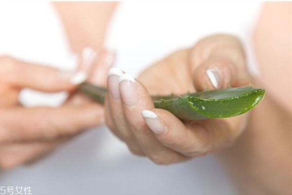 蘆薈擦臉要洗嗎 蘆薈擦臉的注意事項(xiàng) 蘆薈擦臉要洗嗎 蘆薈擦臉的注意事項(xiàng)