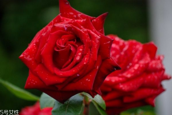 玫瑰水適合什么膚質(zhì) 使用玫瑰水的注意事項 玫瑰水適合什么膚質(zhì) 使用玫瑰水的注意事項