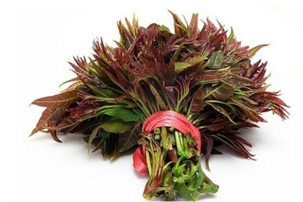 香椿是否要過(guò)水 吃香椿的好處及吃法 香椿是否要過(guò)水 吃香椿的好處及吃法