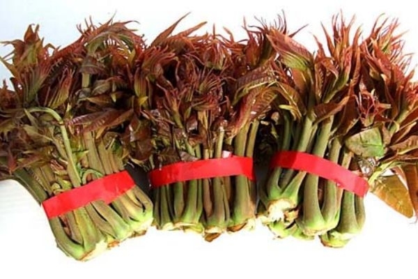 香椿不能和什么一起吃 香椿的家常做法 香椿不能和什么一起吃 香椿的家常做法