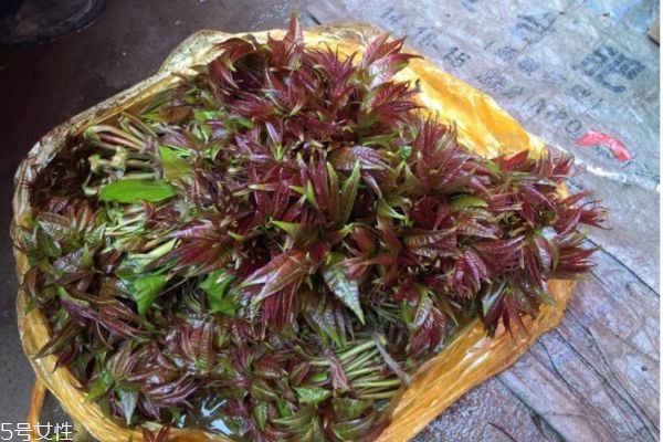 吃香椿過敏怎么辦 吃香椿過敏的癥狀 吃香椿過敏怎么辦 吃香椿過敏的癥狀