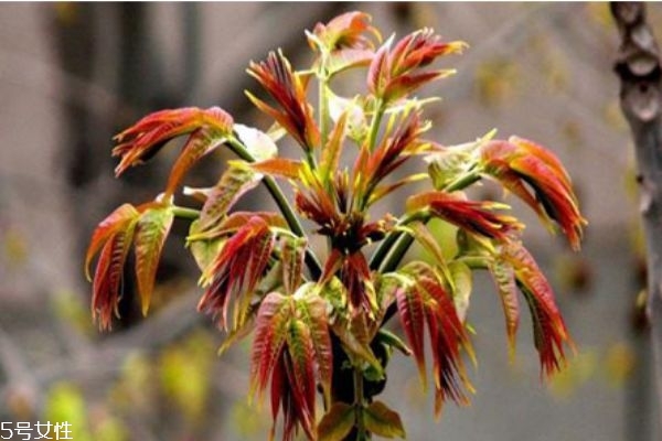 香椿不能和什么一起吃 香椿的家常做法 香椿不能和什么一起吃 香椿的家常做法