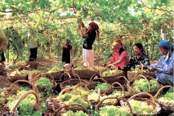 新疆葡萄干價(jià)格多少錢(qián)一斤 新疆葡萄干黑加侖 新疆葡萄干價(jià)格多少錢(qián)一斤 新疆葡萄干黑加侖