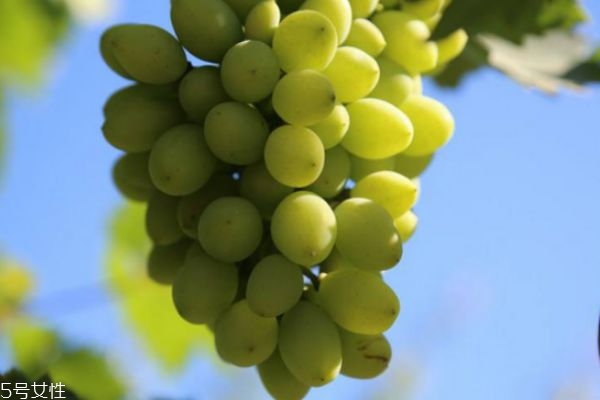 青葡萄和紫葡萄哪個好 葡萄不甜是什么原因 青葡萄和紫葡萄哪個好 葡萄不甜是什么原因