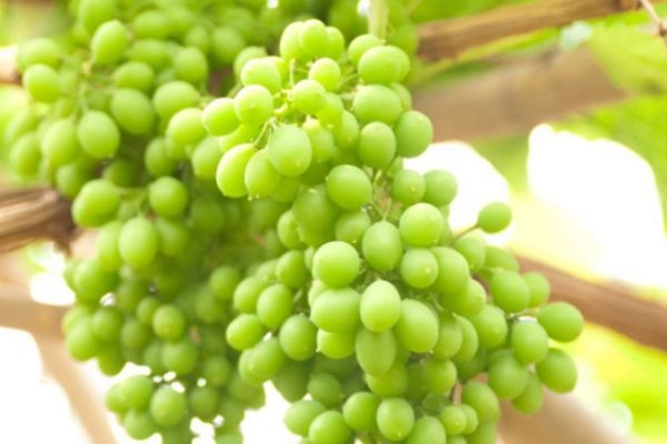 青葡萄和紫葡萄哪個好 葡萄不甜是什么原因 青葡萄和紫葡萄哪個好 葡萄不甜是什么原因