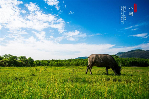 小滿(mǎn)前后種瓜種豆什么意思 種瓜點(diǎn)豆指什么