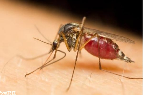 如何避免被蚊子咬 睡覺防蚊子的最好辦法 如何避免被蚊子咬 睡覺防蚊子的最好辦法