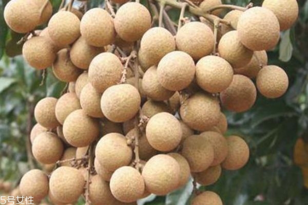 孕婦可以吃桂圓嗎 孕婦吃桂圓好嗎 孕婦可以吃桂圓嗎 孕婦吃桂圓好嗎