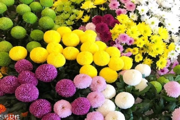 菊花有什么種類(lèi) 菊花有什么功效呢