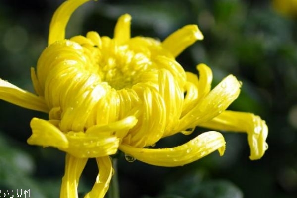 菊花有什么種類(lèi) 菊花有什么功效呢