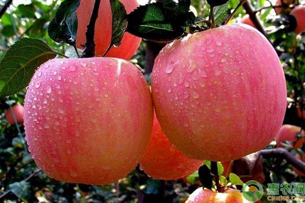 蘋(píng)果果酸高嗎 蘋(píng)果果酸有什么功效