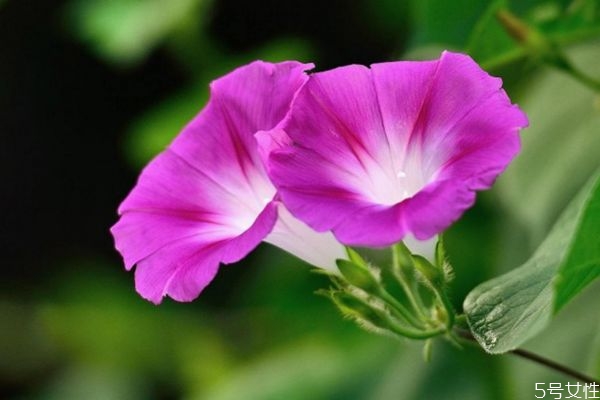 牽?；ǖ幕ㄕZ是什么呢 牽牛花的種植要注意什么呢