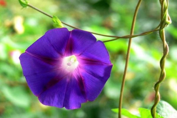 牽?；ǖ幕ㄕZ是什么呢 牽牛花的種植要注意什么呢