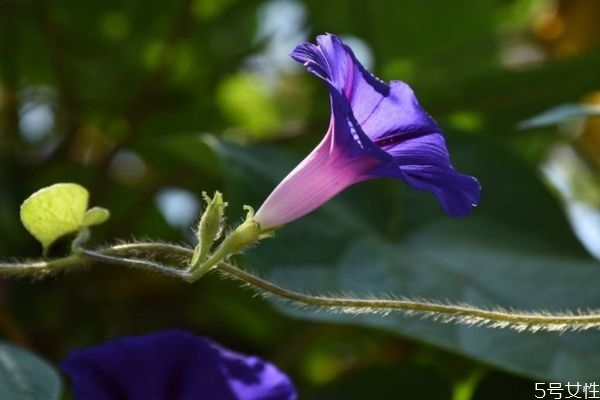 牽?；ǖ幕ㄕZ是什么呢 牽牛花的種植要注意什么呢
