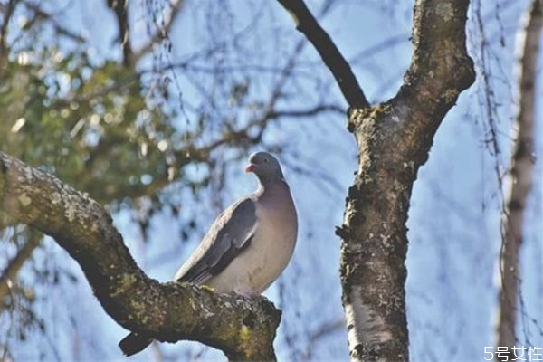 怎么放下老公出軌的事 如何面對(duì)老公出軌后的婚姻 怎么放下老公出軌的事 如何面對(duì)老公出軌后的婚姻