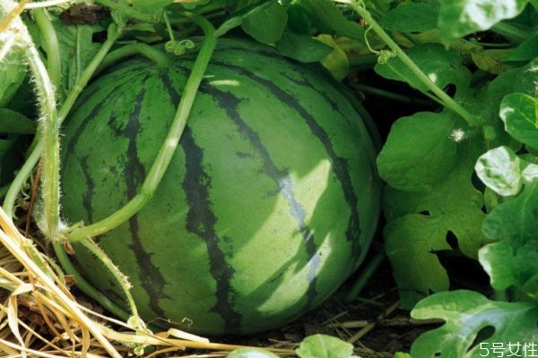 西瓜的品種有多少 什么品種的西瓜最甜又好吃 西瓜的品種有多少 什么品種的西瓜最甜又好吃